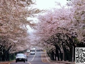 【EV扑克】WPT韩国 | 樱你而来 赴春之约 济州岛游玩攻略之看樱花篇