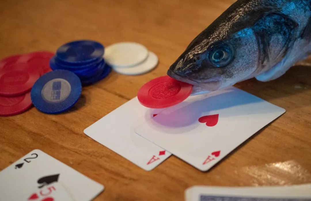 【EV扑克】不想成为牌桌上的“鱼”，快改掉这些低级错误