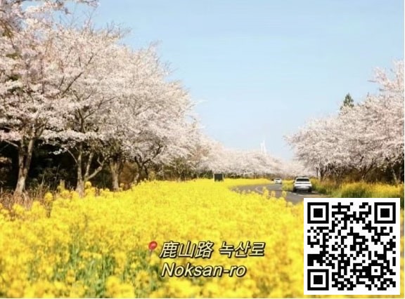 【EV扑克】WPT韩国 | 樱你而来 赴春之约 济州岛游玩攻略之看樱花篇
